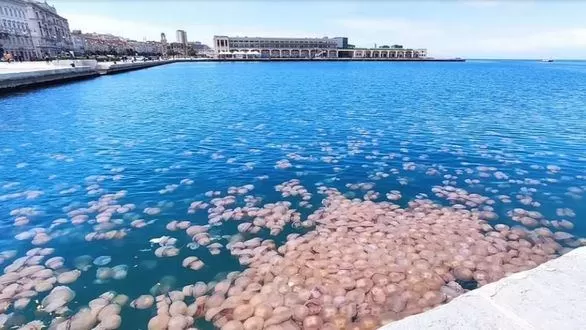 Las aguas de Trieste, en el norte de Italia, se cubren de medusas por el aumento de las temperaturas