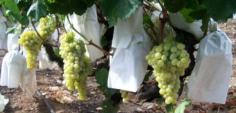 Aumenta en Murcia la venta de las uvas de la suerte