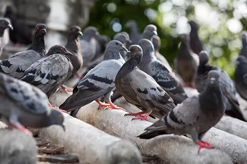 ¿Cómo ahuyentar palomas con remedios caseros?