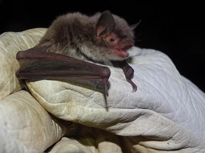 Confirman por primera vez la reproducción de un murciélago en peligro de extinción en Castilla La Mancha
