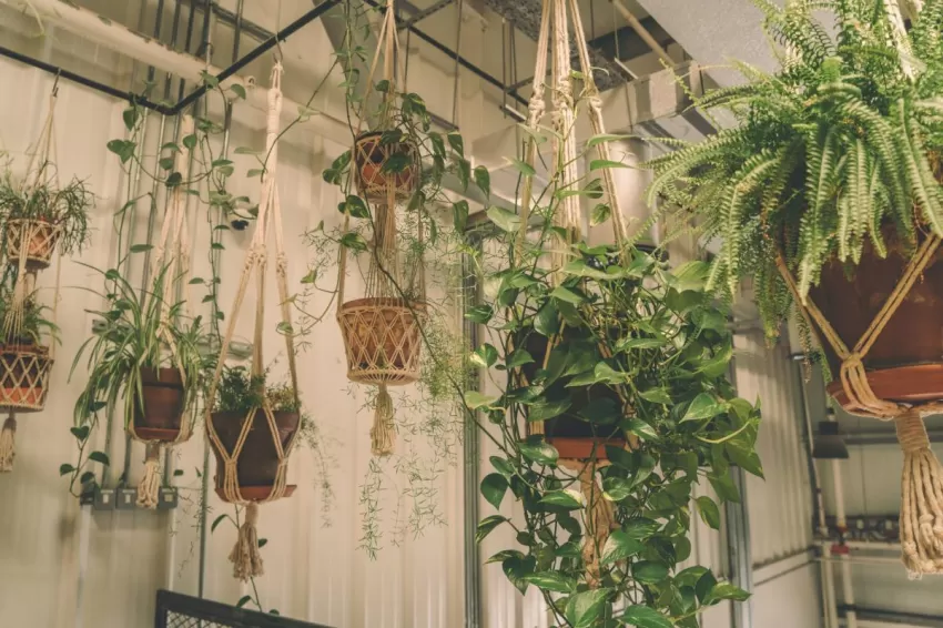 Cuida la decoración de tu hogar con plantas colgantes