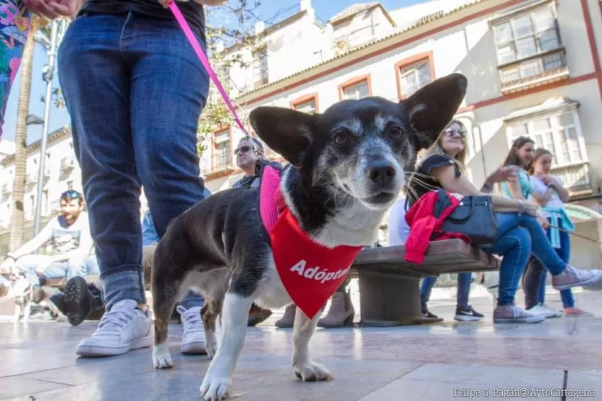 El Ayuntamiento de Cartagena se compromete a fomentar la adopción de animales