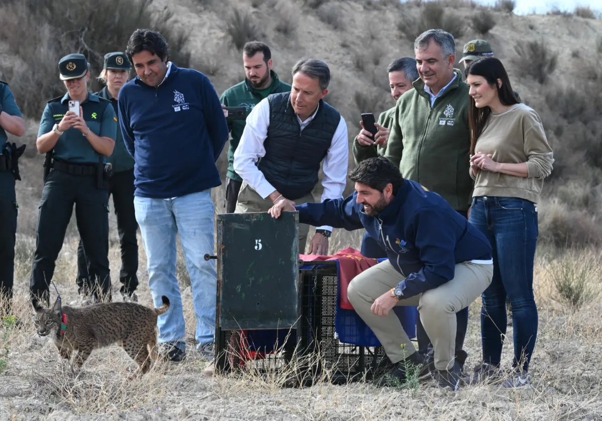 El Gobierno regional amplía la presencia del lince en las Tierras Altas de Lorca con la suelta de dos nuevos ejemplares