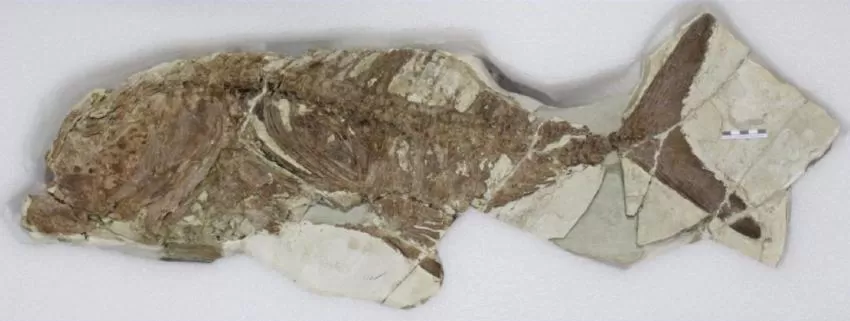 El Museo Arqueológico de Murcia expone un pez fósil de hace unos 5,5 millones de años hallado en un yacimiento de Lorca