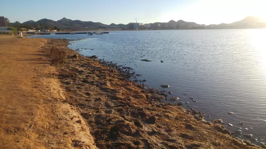 El PSOE-RM le recuerda a Luengo que es competencia de los ayuntamientos la retirada de fango del Mar Menor