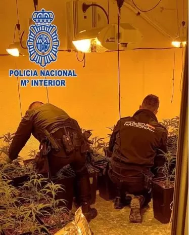 Hallan una plantación de marihuana en una vivienda de Murcia tras recibir el aviso de una persona fallecida