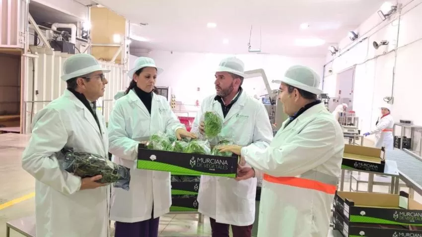Imida desarrolla un proyecto de 'Mejora de calidad de variedades murcianas de lechuga'