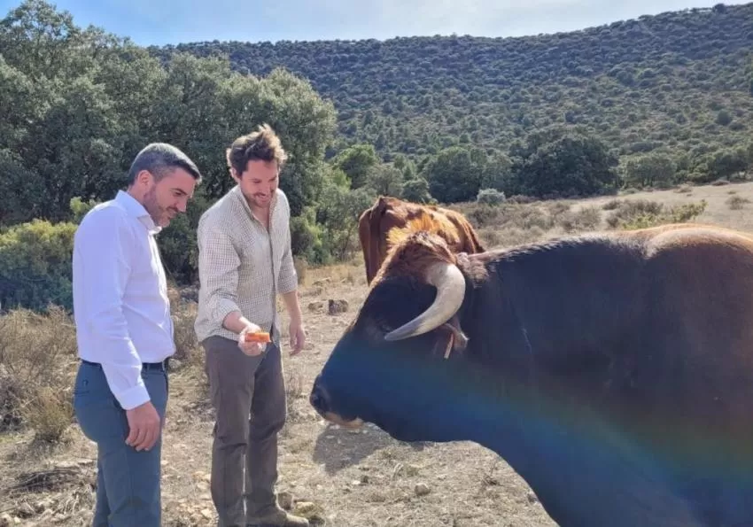 IMIDA impulsa la recuperación de la raza autóctona de vaca murciana-levantina