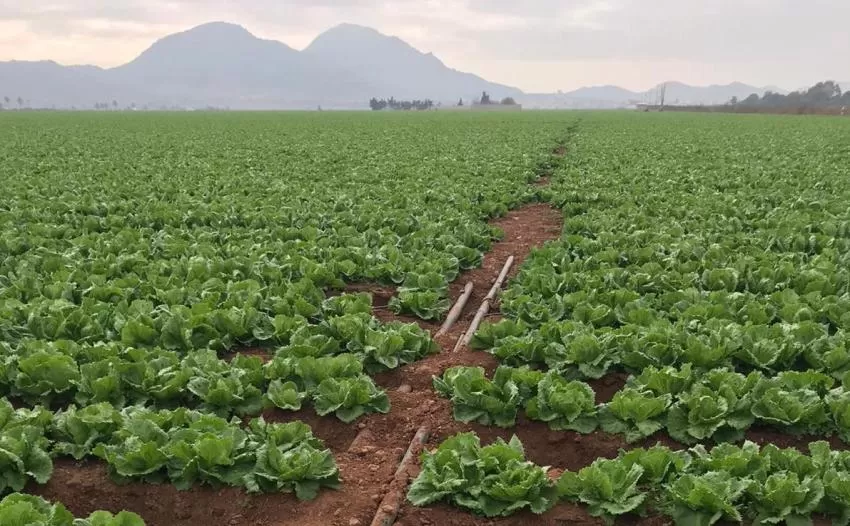 La aportación económica real de la agricultura intensiva del Campo de Cartagena