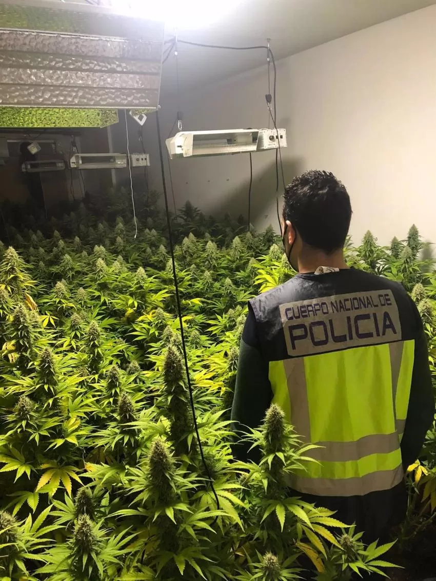 La Policía Nacional desmantela un cultivo de marihuana con 58 plantas en un piso de Alcantarilla