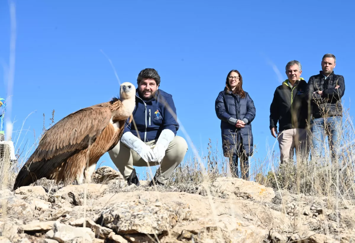 La Región cuadruplica su población de buitres leonados y ya roza las 300 parejas reproductoras