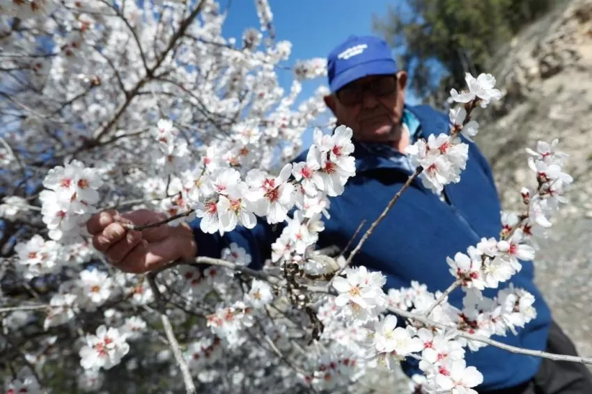 Las bajas temperaturas retrasan el esplendor de la floración en Cieza hasta la segunda semana de marzo