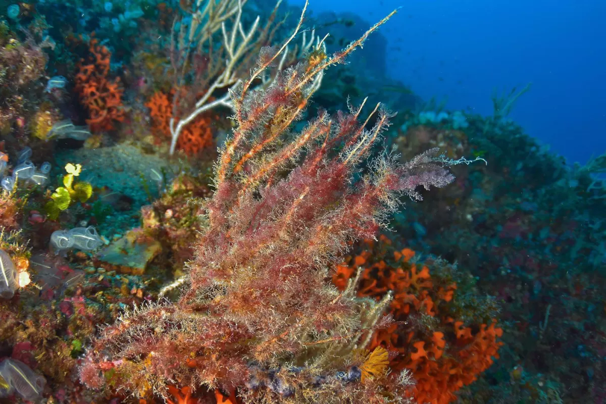 Las olas de calor marinas amenazan la supervivencia de una especie de coral clave para el ecosistema mediterráneo