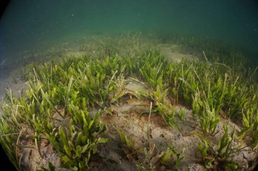 Las praderas marinas eliminan grandes cantidades de nitrógeno inorgánico del medio, según un estudio