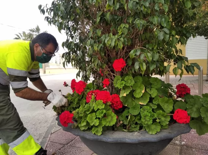 Más de 10.000 flores de temporada mejoran la imagen de zonas verdes y maceteros de las pedanías de Murcia