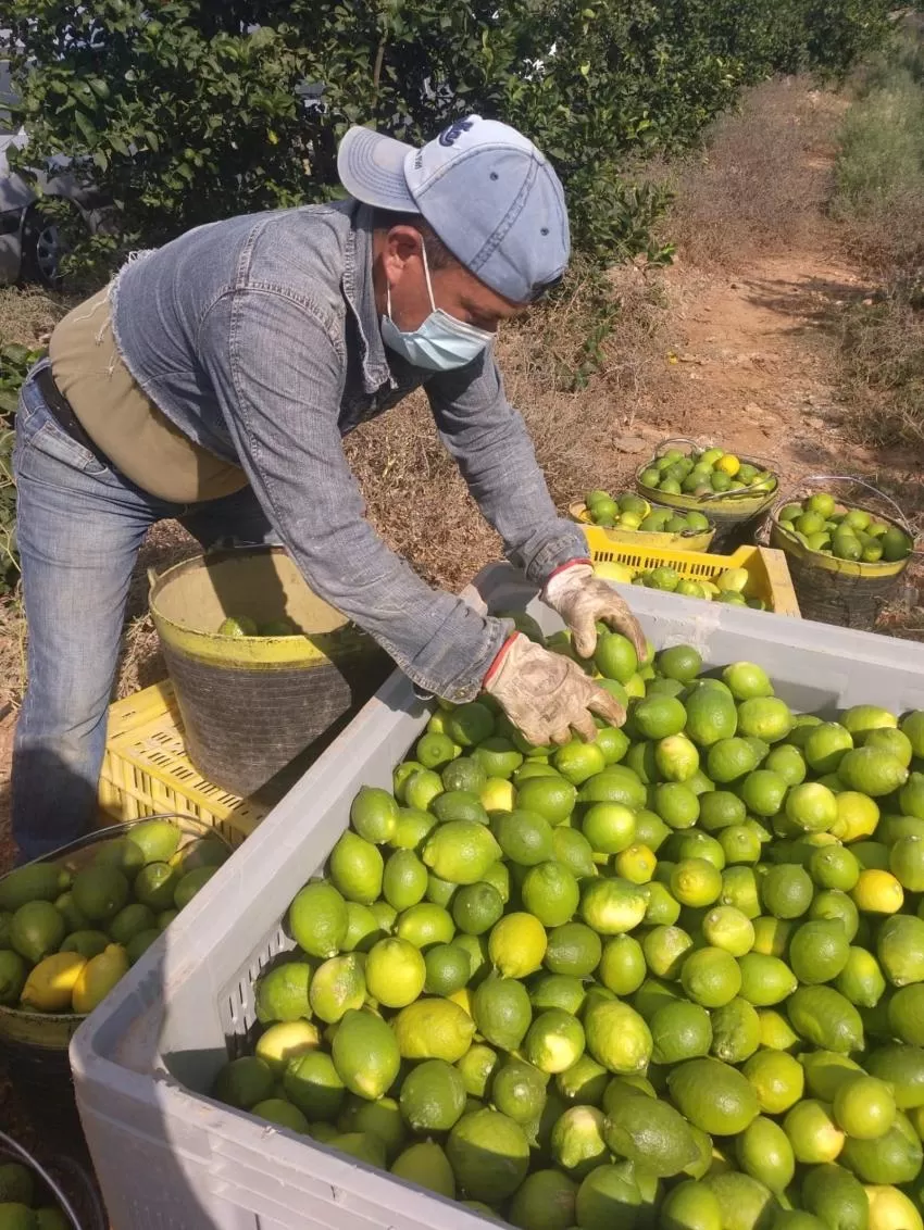 Mercadona prevé comprar 20.000 toneladas de limón de origen España para 2021 y 2022