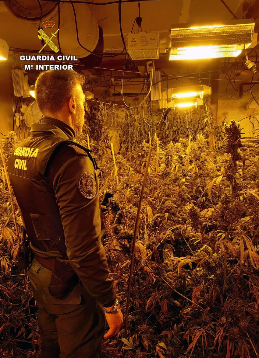 Guardia Civil desmantela un invernadero de marihuana en una nave semiabandonada de Purias, en Lorca