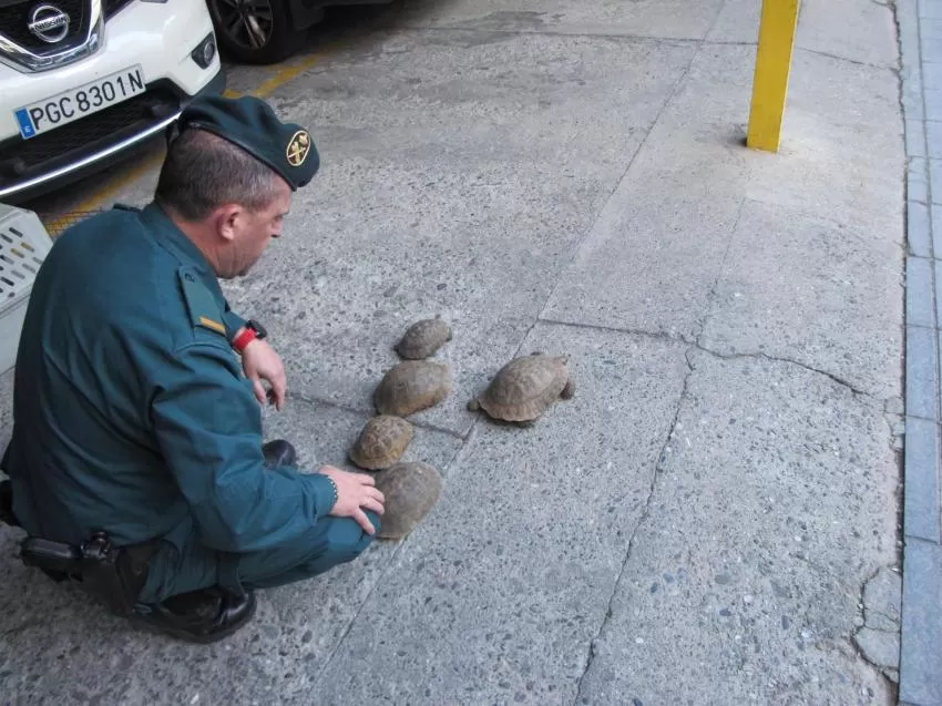 Recuperan cinco tortugas mora en un establecimiento comercial de Granada