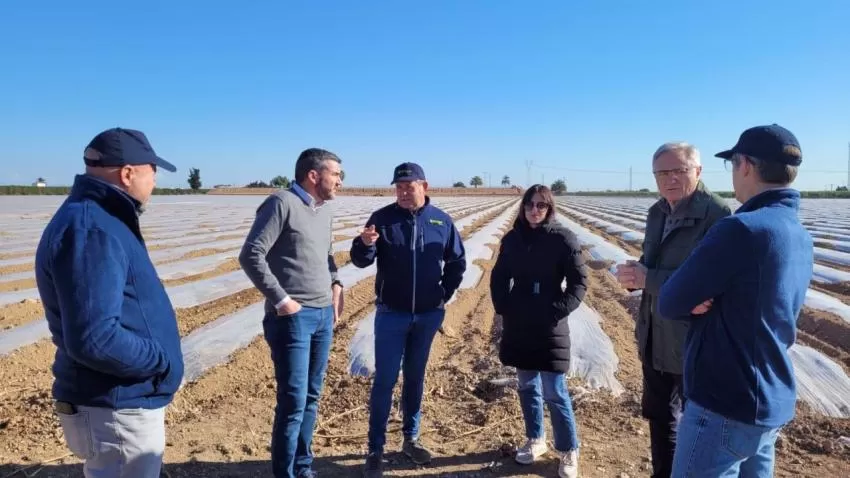 La Región de Murcia exporta la mitad de los melones de toda España