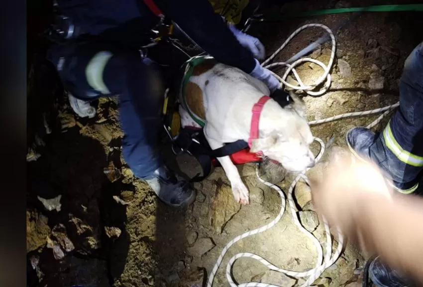Rescatado un perro de un pozo en el Llano del Beal (Cartagena)