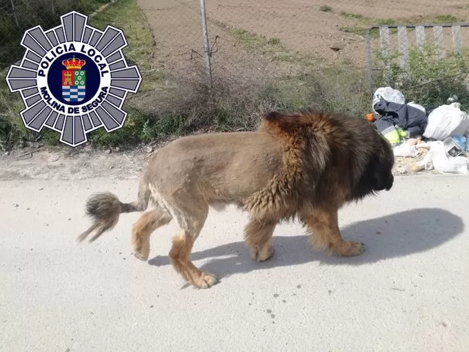 Un perro con apariencia de león alarma a los vecinos de Molina de Segura