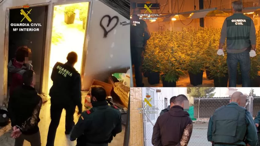 Una pareja ha sido detenida por cultivar más de 200 plantas de marihuana en Fortuna