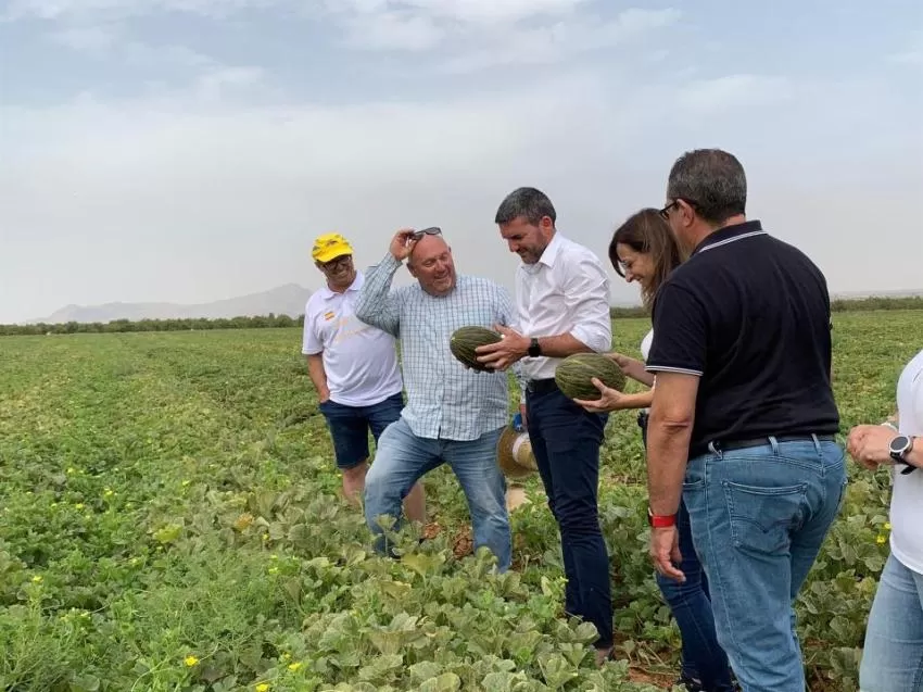 Uno de cada dos melones españoles que se venden en el extranjero procede de la Región de Murcia