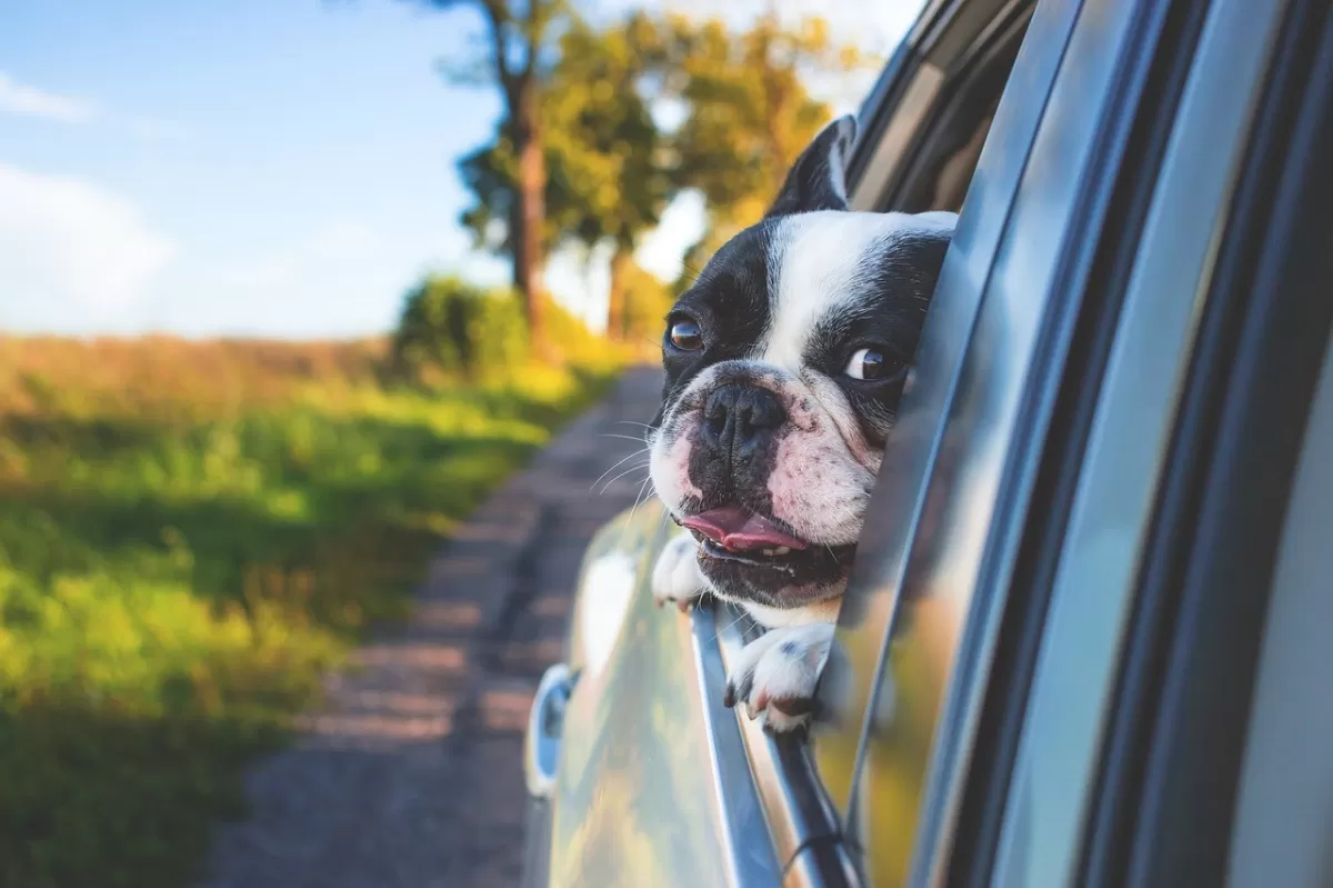 Viajar con mascotas en coche: Guía de cumplimiento de la Ley de Bienestar Animal