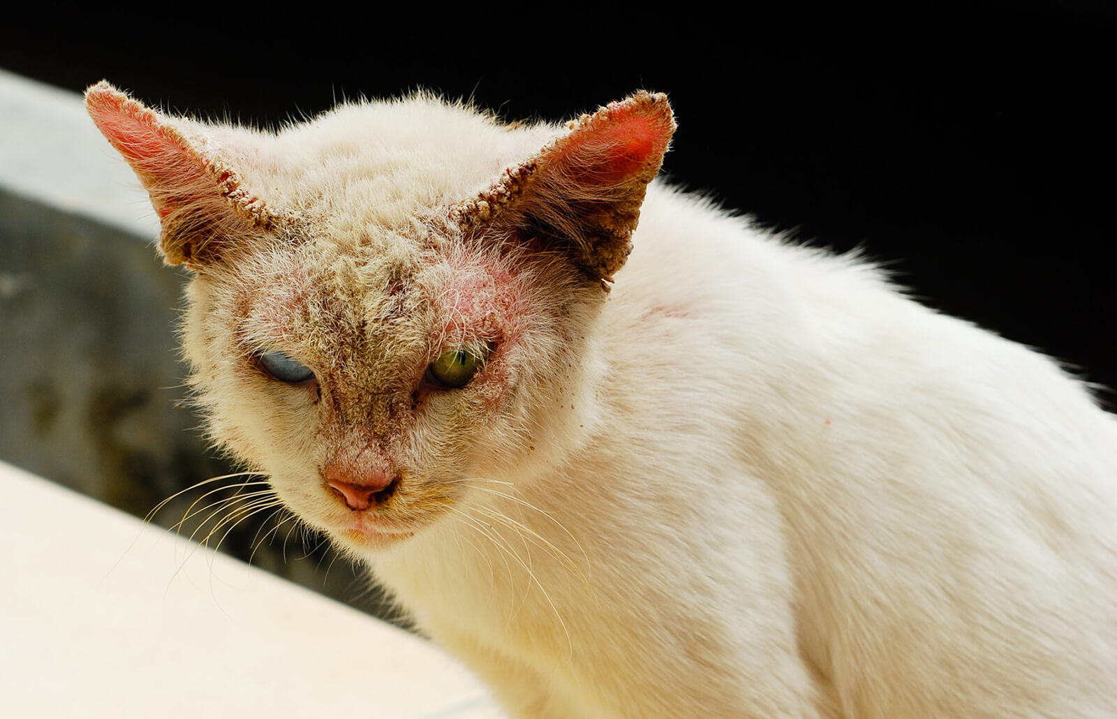 Милиарный дерматит у кошек