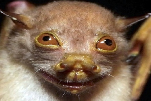 encuentran-especies-extranas-nunca-antes-vistas