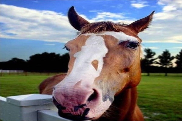 solo-para-curiosos-eres-capaz-de-encontrar-objetos-ocultos2-copia