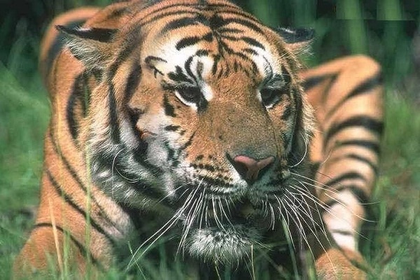 solo-para-curiosos-eres-capaz-de-encontrar-objetos-ocultos3-copia