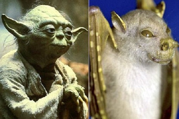 el-sorprendente-murcielago-yoda1