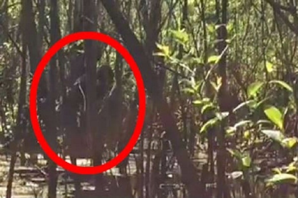 lettuce-lake-park-skunkape-video