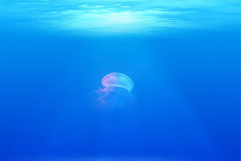Como curar las picadas de las medusas
