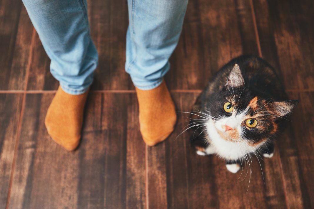 Consejos para eliminar el olor a orina de gato en casa