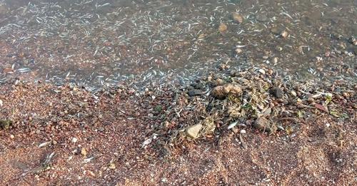 peces muertos Mar Menor